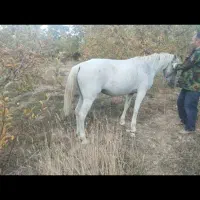 اسب مادیان سرو دم گیر|اسب و تجهیزات اسبسواری|سپیدان, |دیوار