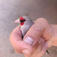 سهره کرمانی نر طلا