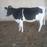 نخری شکم اول زائده بدون گوساله