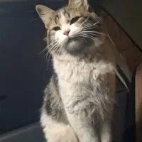 واگذاری گربه خانگی دی اس اچ خوشگل|گربه|یزد, |دیوار