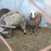 بره چاق کشتی فروش