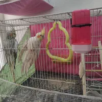 یک جفت عروس هلندی نرو ماده جوان تخم گذاشتن