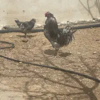خروس گلین اصل طوسی