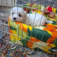 واگذاری سگ نژاد پودل کراس ۲ ماهه ( رایگان نیست)|سگ|تهران, جوادیه|دیوار