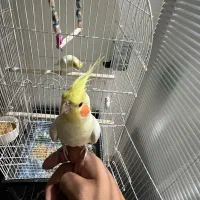 عروس هلندی یک جفت سفید وسایل کامل