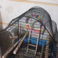 ماده عروس فروشی