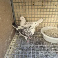 جفت جون|پرنده|پردیس, شهرک صنعتی خرمدشت فاز ۷|دیوار