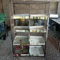 زردپلنگ جفتگاه|پرنده|کرمان, |دیوار