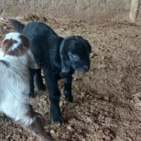 بزغاله شیری