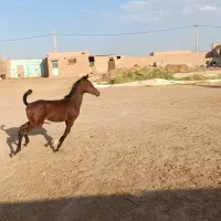 کره اسب عرب یکسر  پرخون