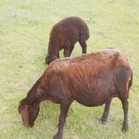 گوسفند بره دار