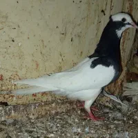 طوق سیاه سه بر قفل نر