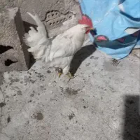 دوعدد خروس کاکلی وپرپا