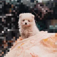 پامر روباهی