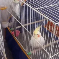 دو  عدد عروس هلندی