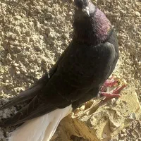 کبوتر اشعل سیاه|پرنده|اهواز, کوی علوی|دیوار
