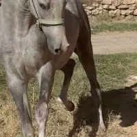 فروش کره اسب یک سر عرب|اسب و تجهیزات اسب‌سواری|میاندوآب, |دیوار