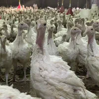 جوجه بوقلمون‌ بیوتی 1/5 کیلویی