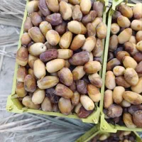 رطب عسلی درجه یک بوشهر