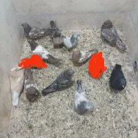 کبوتر سینه کله دم سفید جوجه جفتگاه