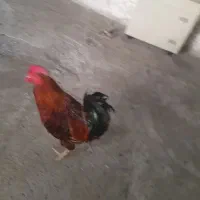 خروس محلی|حیوانات مزرعه|رشت, بیجارپس|دیوار