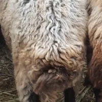 گوسفند جنس دارنصف حاملگی به بالا|حیوانات مزرعه|دلند, |دیوار