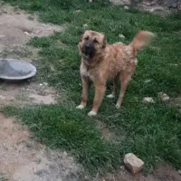 سگ ادمی به شرط