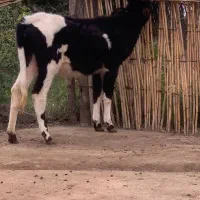 ۴ راس گوساله ماده دورگ