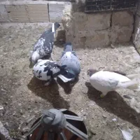 کفتر سوسکی نرو ماده راست نر پولک هم نر هست