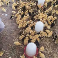 اردک 100جوجه رنگی جوجه محلی