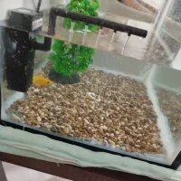 آکواریوم با وسایل و ماهی|ماهی|مسجد سلیمان, |دیوار