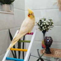 عروس هلندی با وسایل بازی وقفسش