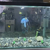 اکواریوم شیشه خم باماهی