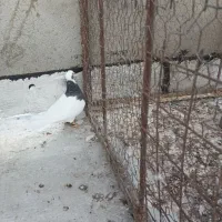 طوقی سیاه ماده|پرنده|شال, |دیوار