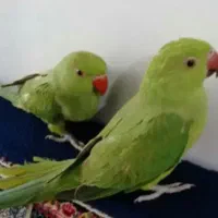 جوجه طوطی ملنگو