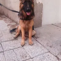 حیوانات خونه|سگ|دزفول, |دیوار