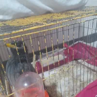 مرغ مینا|پرنده|اصفهان, جوزدان الیادران|دیوار