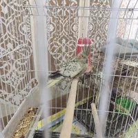 عروس هلندی|پرنده|خرمشهر, |دیوار