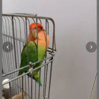 کوتوله برزیلی