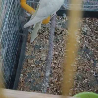 عروس هلندی دستی|پرنده|مهریز, |دیوار