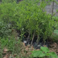 نهال پالونیا،انجیر،انار،ازگیل،نارنج و زیتون تلخ|خدمات باغبانی و درختکاری|علیآباد کتول, |دیوار