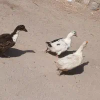 اردک عروسک خوشگل