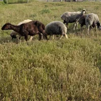 گوسفند داشتی بره دار ۳ راس