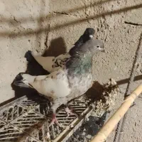 کبوتر پرشی|پرنده|سیرجان, |دیوار