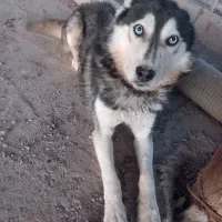 سگ هاسکی|سگ|تایباد, |دیوار