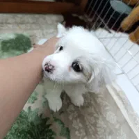 توله شیتزو اصل|سگ|شاهین‌شهر, مسکن مهر|دیوار