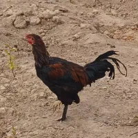 فروش غاز ، خروس و اردک|حیوانات مزرعه|رباطکریم, انجم آباد|دیوار