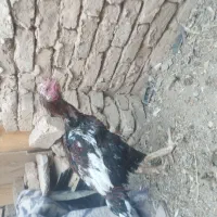 جوجه خروس لاری دنگ بالا|حیوانات مزرعه|نیشابور, شهید جعفری|دیوار