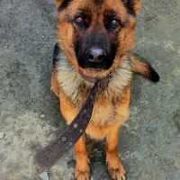 ژرمن نر وارداتی دستورپذیر و ماده شپرد جفت 25