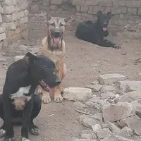 سه تا توله لاس